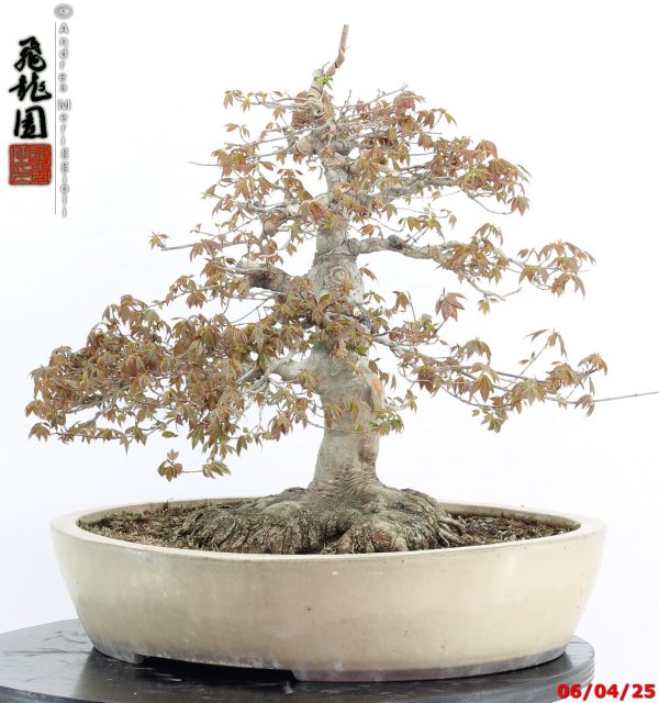 Acer buergerianum - immagine 6