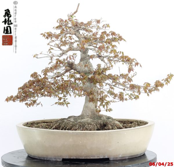 Acer buergerianum - immagine 7