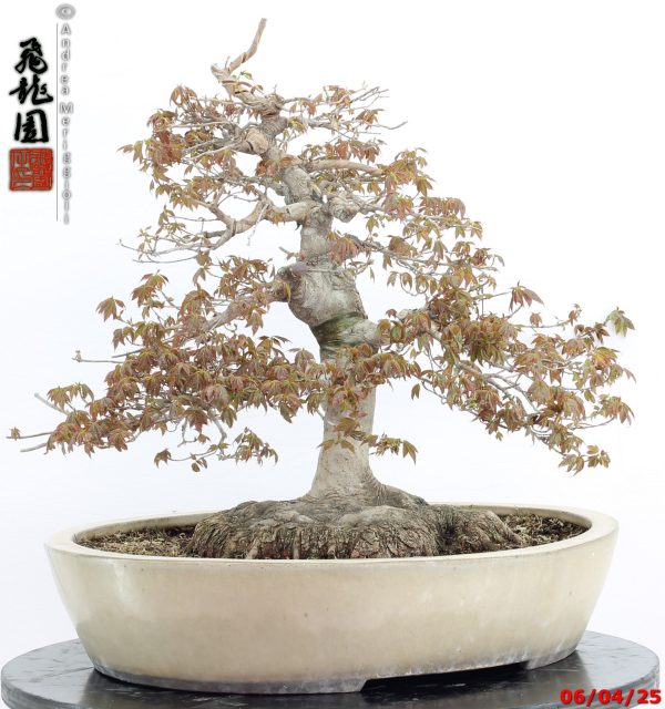 Acer buergerianum - immagine 8