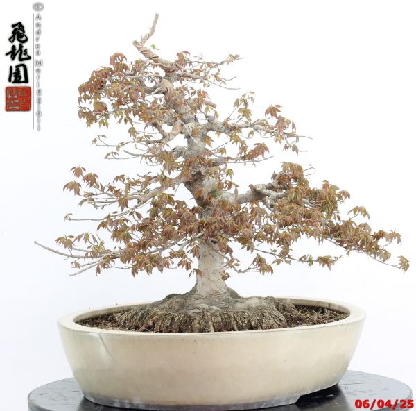 Acer buergerianum - immagine 9