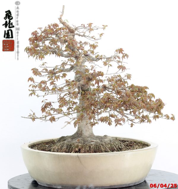 Acer buergerianum - immagine 10