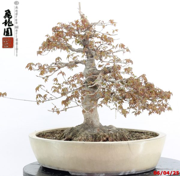 Acer buergerianum - immagine 11