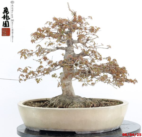 Acer buergerianum - immagine 12