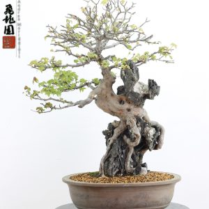 Acer buergerianum