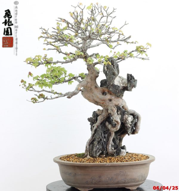 Acer buergerianum