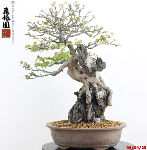 Acer buergerianum - Image 2