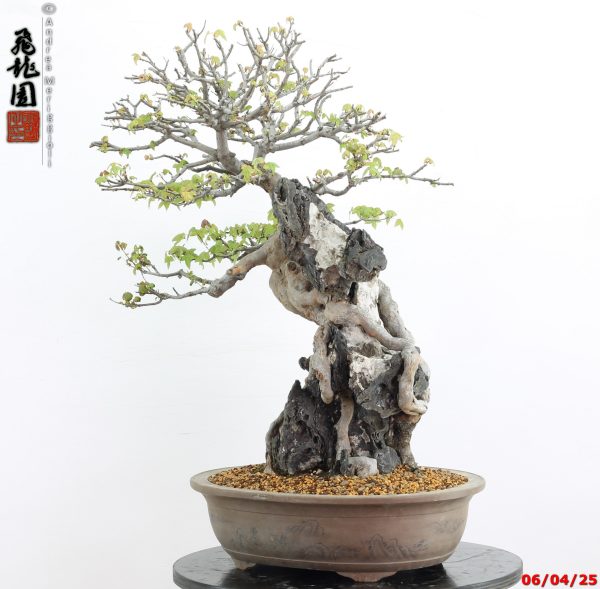 Acer buergerianum - Image 3