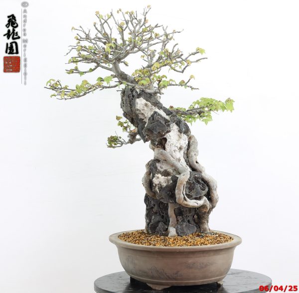 Acer buergerianum - Image 4