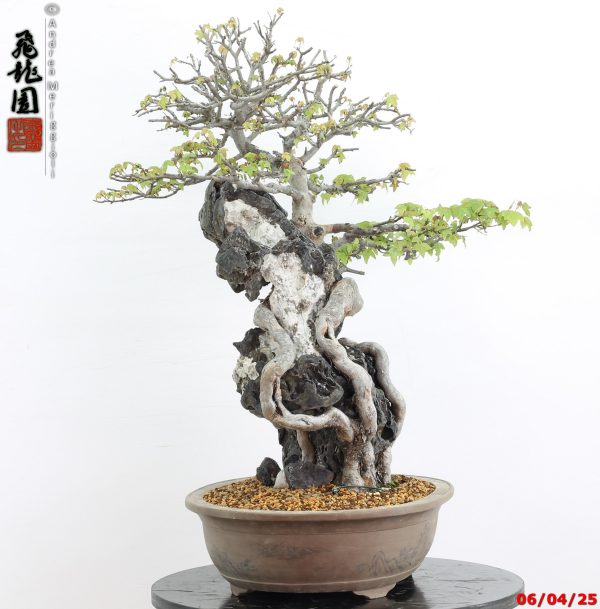 Acer buergerianum - Image 5
