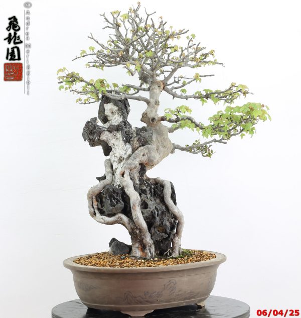 Acer buergerianum - Image 6