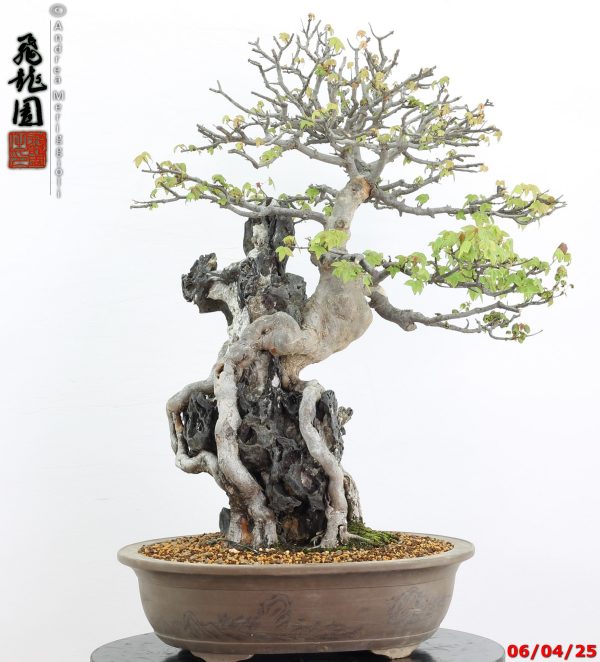 Acer buergerianum - Image 7