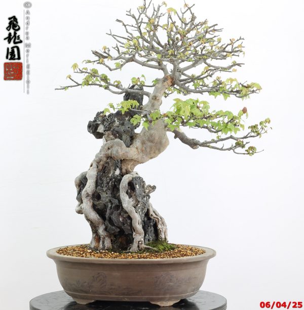 Acer buergerianum - Image 8
