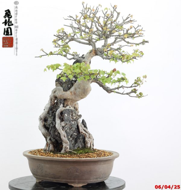 Acer buergerianum - Image 9