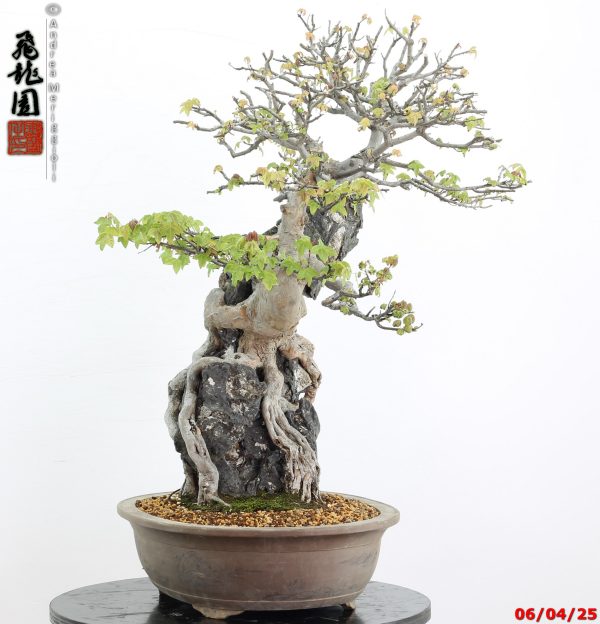 Acer buergerianum - Image 10