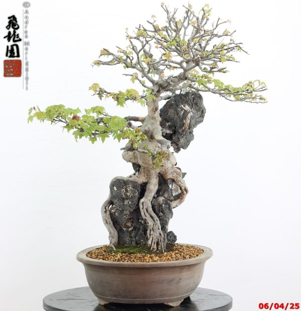 Acer buergerianum - Image 11