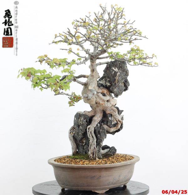 Acer buergerianum - Image 12