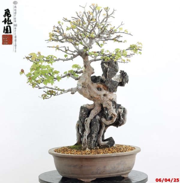 Acer buergerianum - Image 13