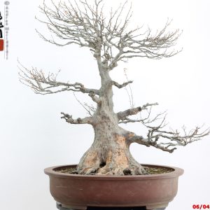 Acer buergerianum