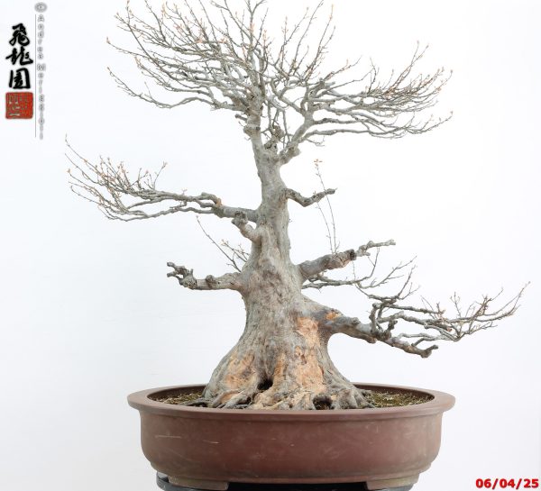 Acer buergerianum