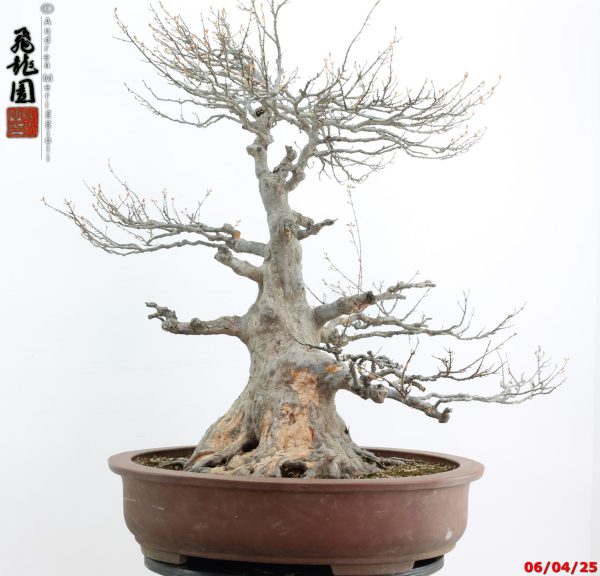 Acer buergerianum - Image 2