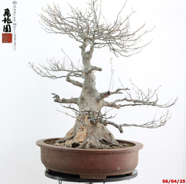 Acer buergerianum - Image 3