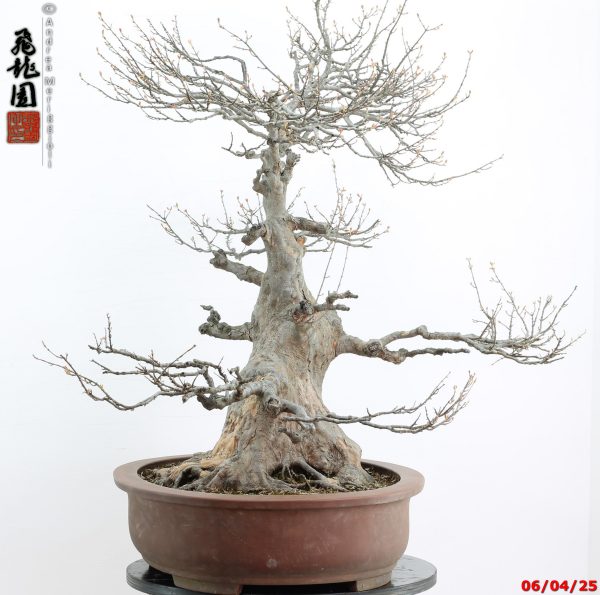 Acer buergerianum - Image 4