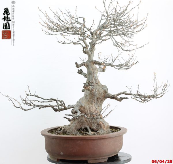 Acer buergerianum - Image 5