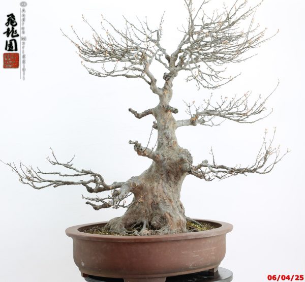 Acer buergerianum - Image 6