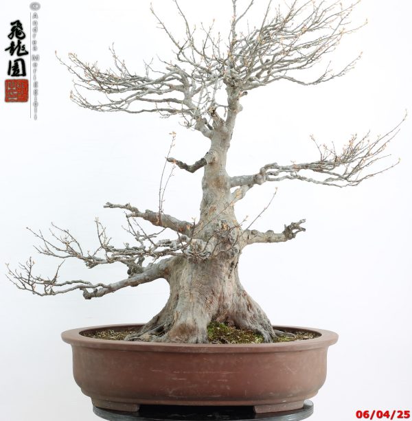 Acer buergerianum - Image 8
