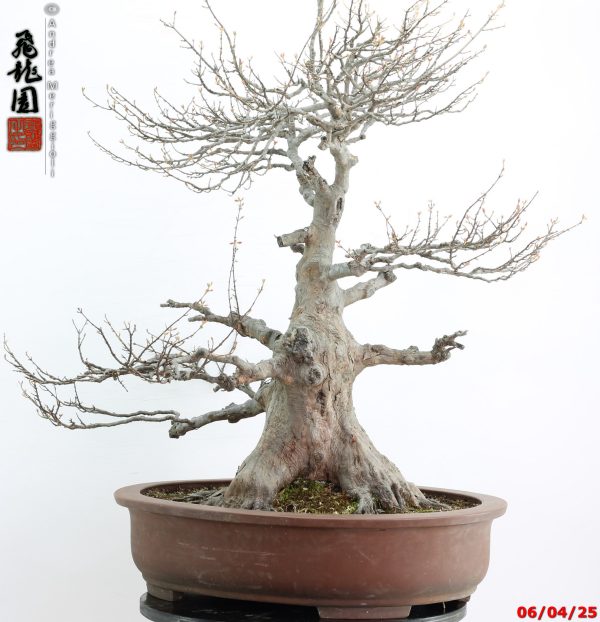 Acer buergerianum - Image 9