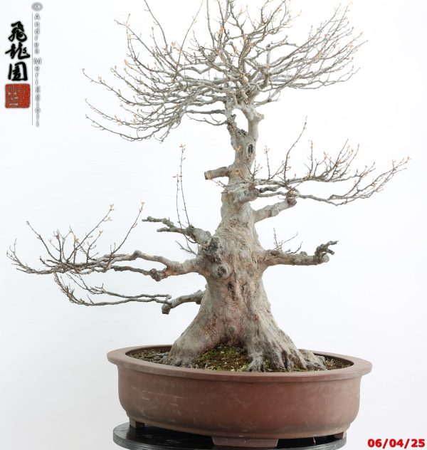 Acer buergerianum - Image 10