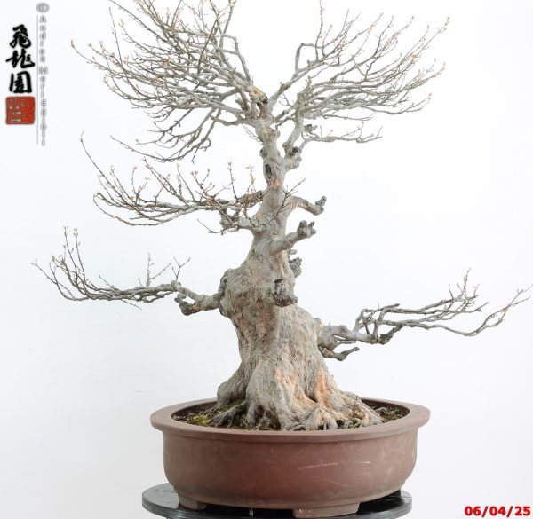 Acer buergerianum - Image 11