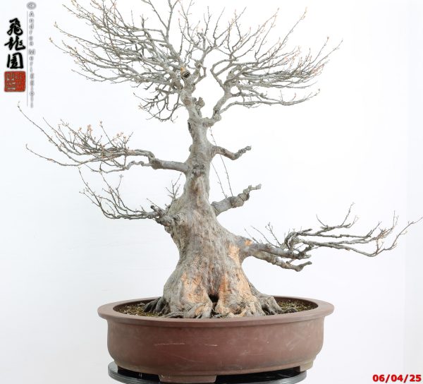 Acer buergerianum - Image 12