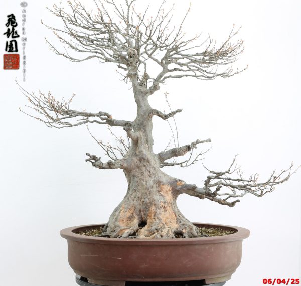 Acer buergerianum - Image 13