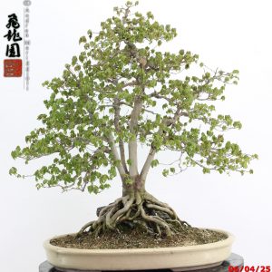 Acer buergerianum
