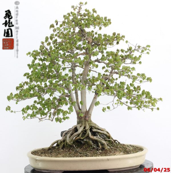 Acer buergerianum