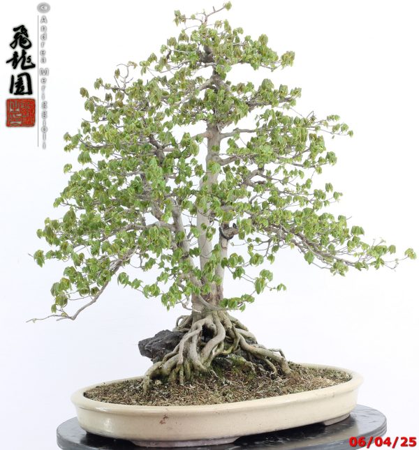 Acer buergerianum - Image 2