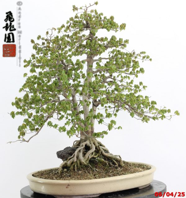 Acer buergerianum - Image 3