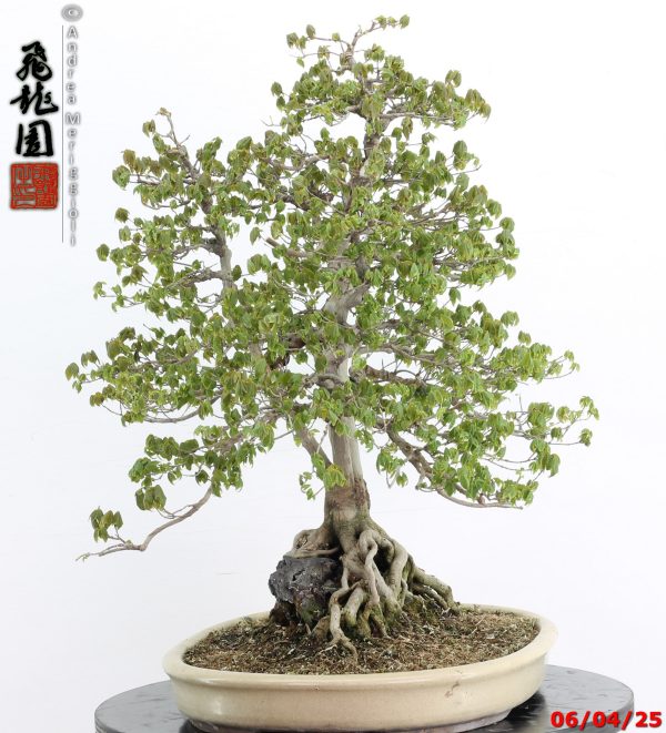 Acer buergerianum - Image 4