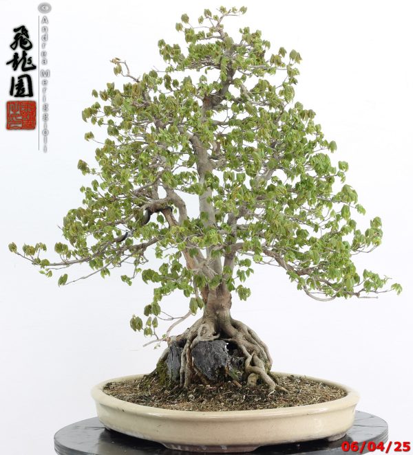 Acer buergerianum - Image 5