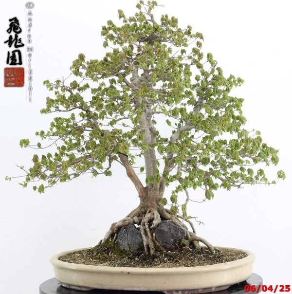 Acer buergerianum - Image 6
