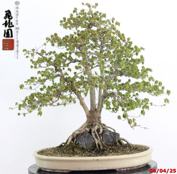 Acer buergerianum - Image 7