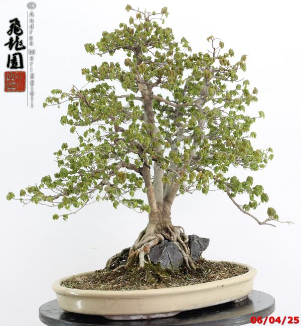 Acer buergerianum - Image 8