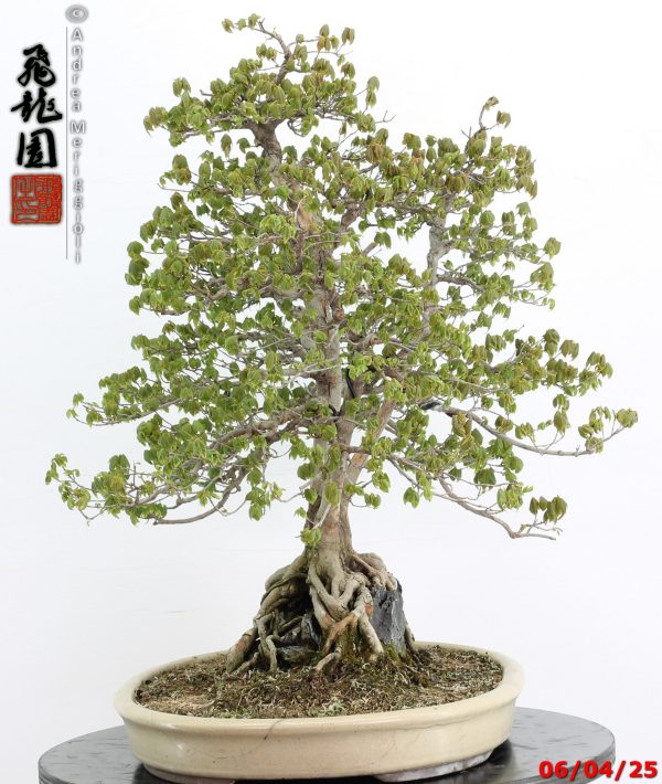 Acer buergerianum - Image 9