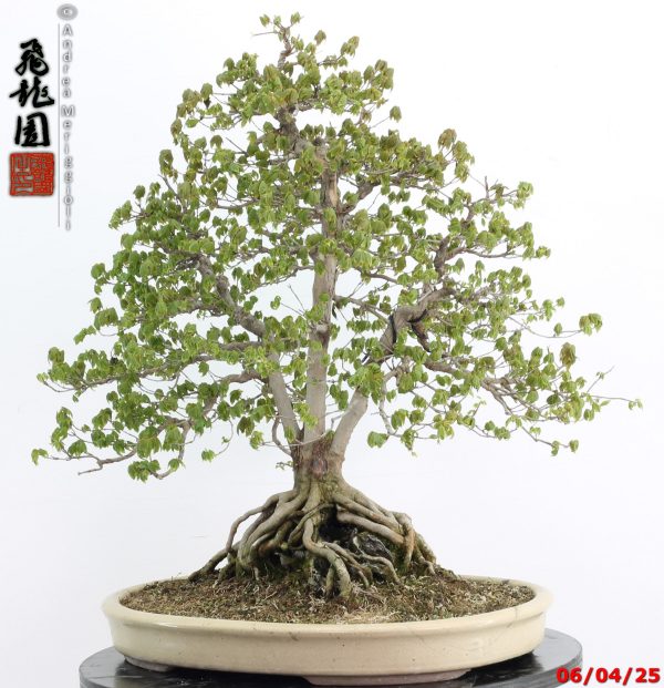 Acer buergerianum - Image 10