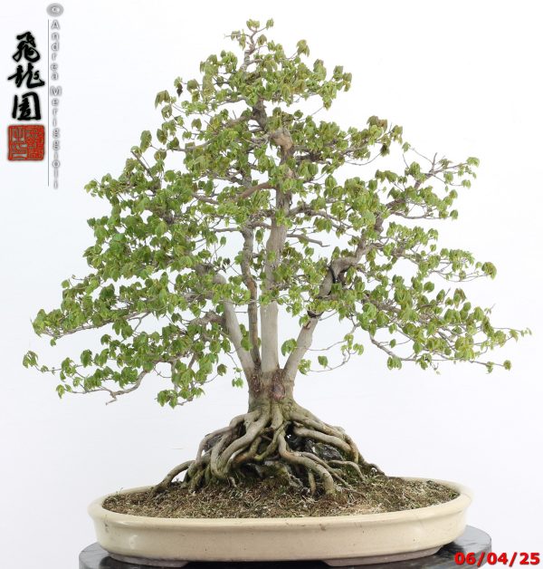 Acer buergerianum - Image 11