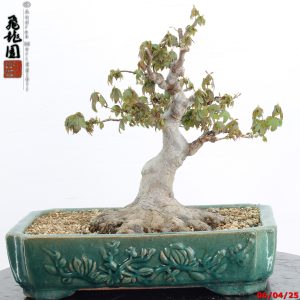 Acer buergerianum