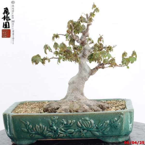 Acer buergerianum