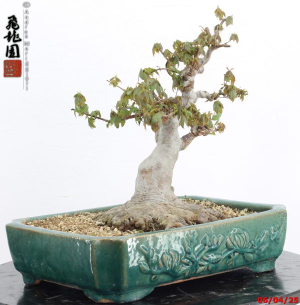Acer buergerianum - immagine 2