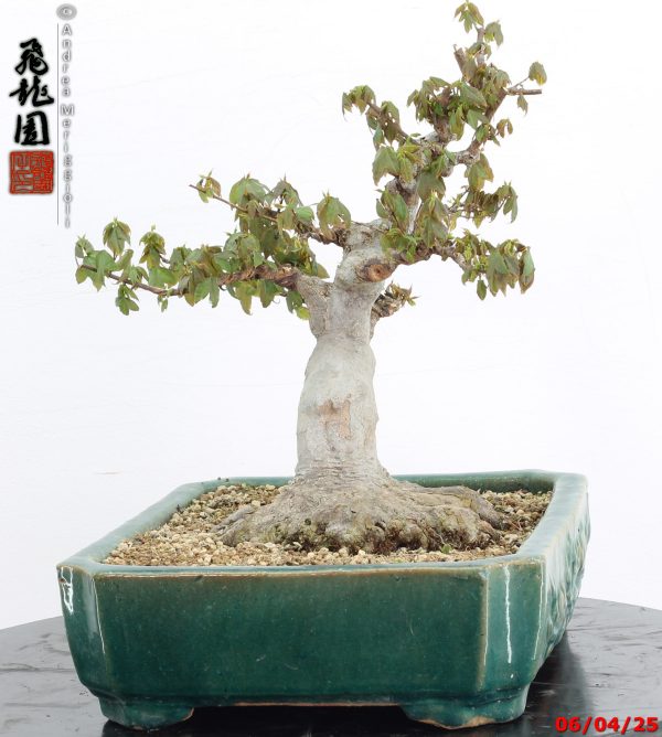 Acer buergerianum - immagine 3